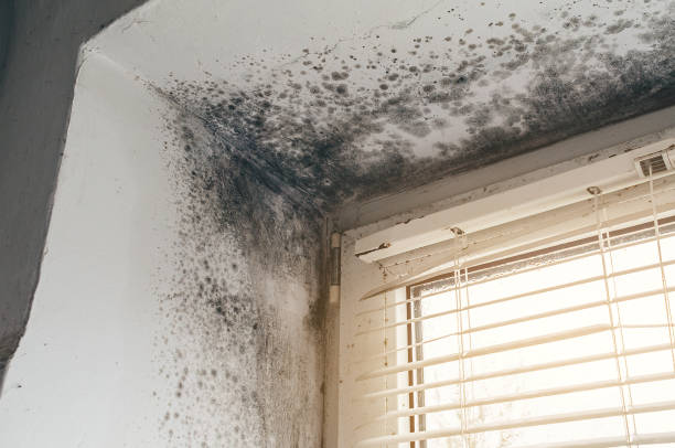 Affordable Mold Cleanup solutions in New Buffalo, MI